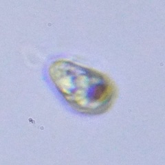 Protozoa