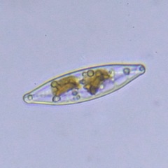 Bacillariophyceae