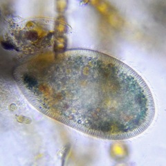 Ciliophora