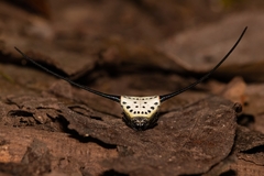 Macracantha arcuata