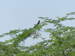 Amblyospiza albifrons