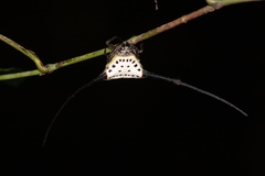 Macracantha arcuata
