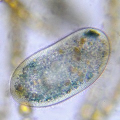 Ciliophora