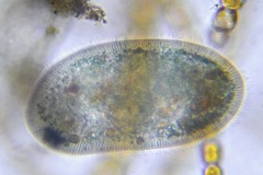 Ciliophora