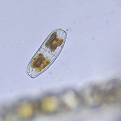 Bacillariophyceae