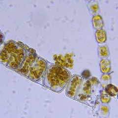 Bacillariophyceae