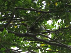 Aphrastura spinicauda