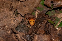 Acusilas malaccensis