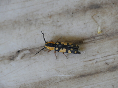 Tragiscoschema bertolonii