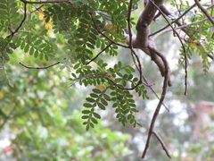 Weinmannia trichosperma