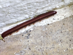 Thyropygus allevatus