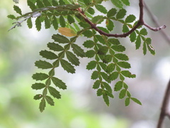 Weinmannia trichosperma