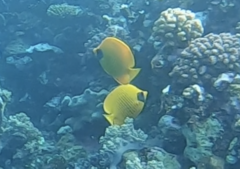Chaetodon semilarvatus