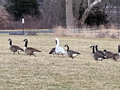 Anser anser × Branta canadensis