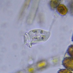 Sessilida