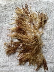 Chordaria flagelliformis