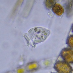 Sessilida