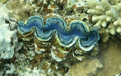 Tridacna maxima