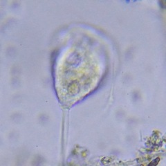 Sessilida