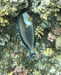 Acanthurus sohal