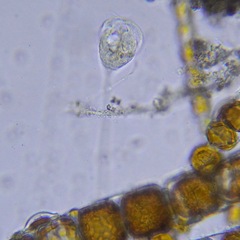Sessilida