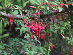 Fuchsia magellanica