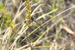 Syncordulia gracilis