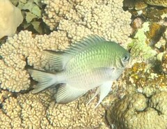 Amblyglyphidodon indicus