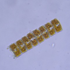 Bacillariophyceae