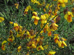 Cytisus