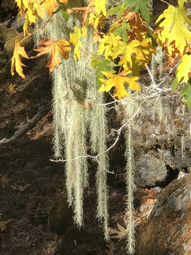 Methuselah's Beard Lichen