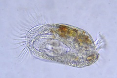 Diophrys