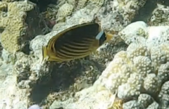 Chaetodon fasciatus