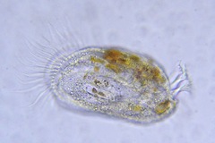Diophrys