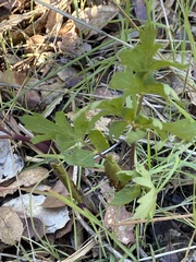 Lomatium californicum