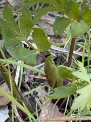 Lomatium californicum