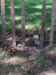 Sciurus carolinensis