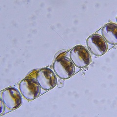 Bacillariophyceae