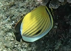 Chaetodon austriacus