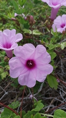 Ipomoea bonariensis
