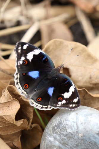 Blue-spot Pansy