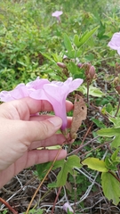 Ipomoea bonariensis