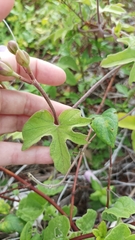 Ipomoea bonariensis