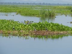 Vanellus crassirostris