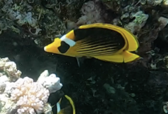 Chaetodon fasciatus