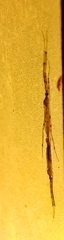 Styringomyia