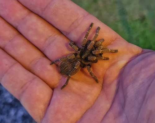 Umbyquyra acuminatum