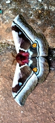 Bunaea alcinoe