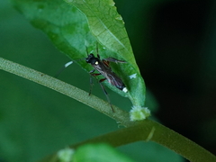 Goryphus
