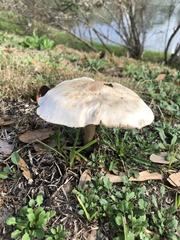 Agaricales
